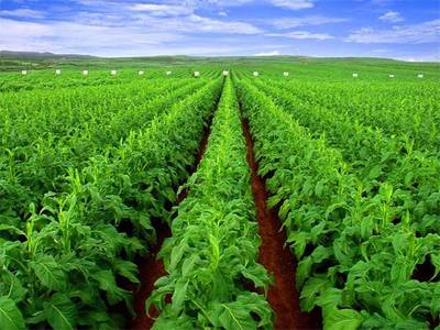 煙草工程 揭開小眾專業的就業面紗