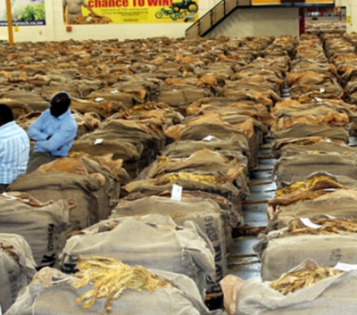 煙草制品 歷史、健康影響與現(xiàn)代管制